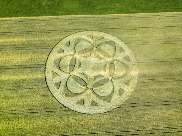 istock Msterious crop circle emerged overnight in wheat field with beautiful pattern. 1160351505