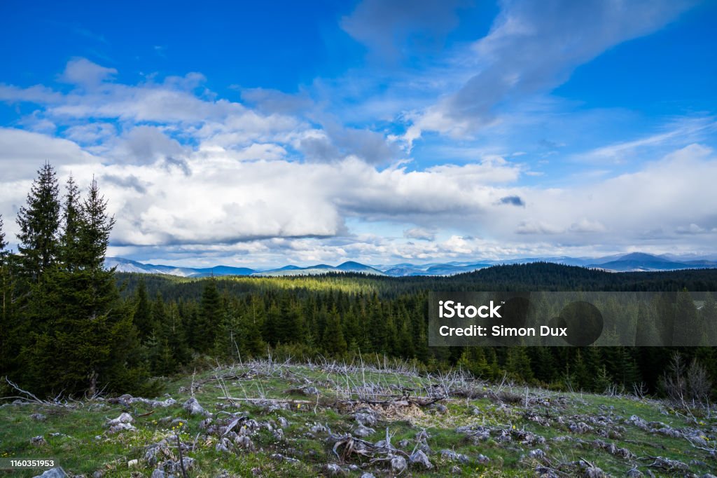 Montenegro, Endless view south from mount curevac over green trees of forested nature landscape in highlands of durmitor national park near zabljak at sunset Alpine climate Stock Photo