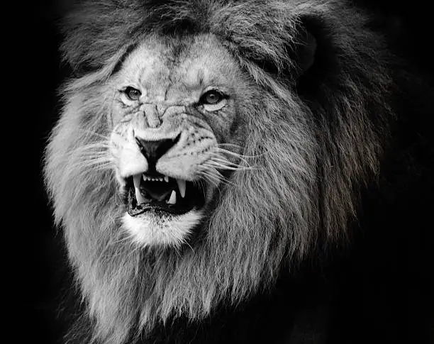 Photo of Black and white photograph of growling lion