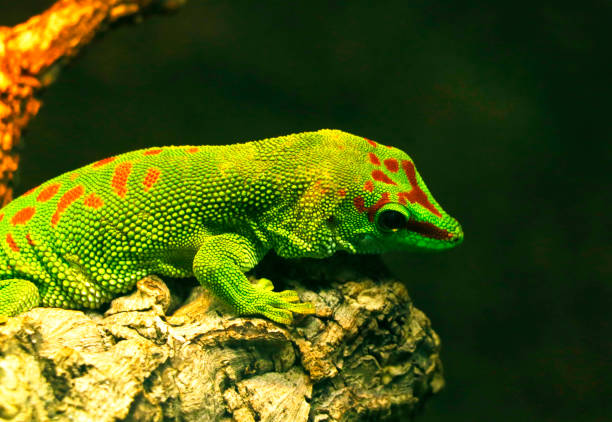 istock green giant day gecko lizard 1160353798