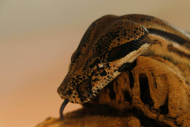Viper Vs Python Head 70+ Carpet Viper Stock Photos, Pictures & Royalty-Free Images - iStock