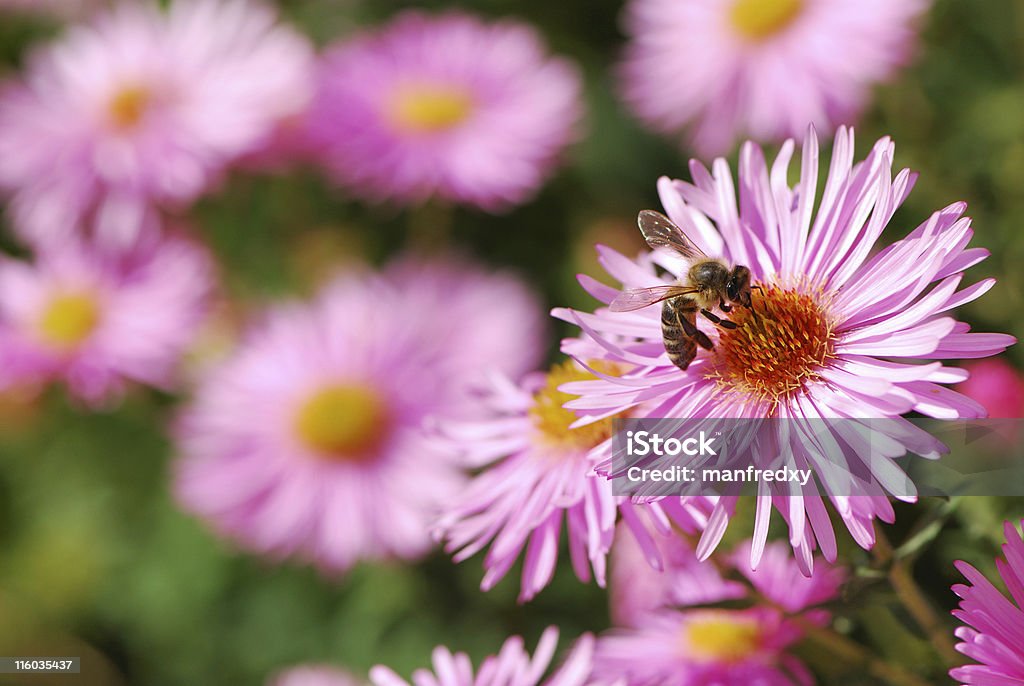 꿀벌 - 로열티 프리 곤충 스톡 사진