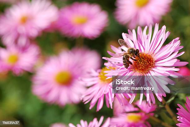꿀벌 곤충에 대한 스톡 사진 및 기타 이미지 - 곤충, 과꽃, 꽃 나무