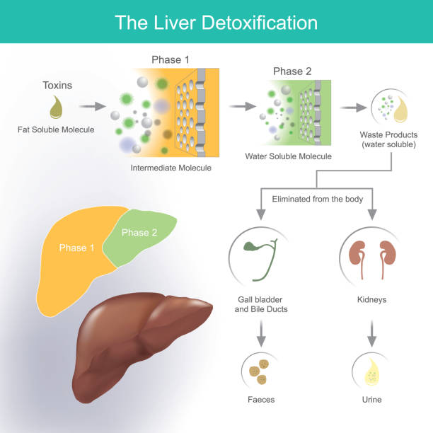 The liver detoxification. The liver produces bile to help break down and absorb fats. Waste products and toxins are removed through bile. detox stock illustrations