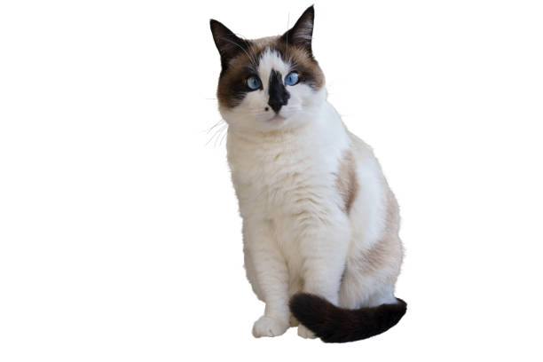 istock funny fat white Snowshoe cat.  Isolated image on white background 1160356486