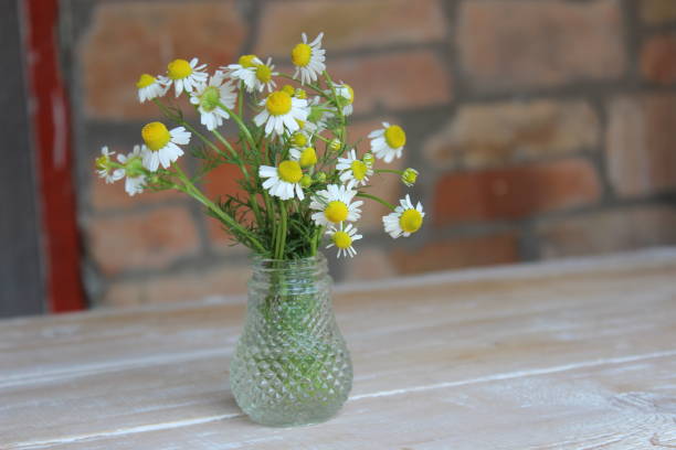 istock Chamomile flowers in a glass vase 1160357304