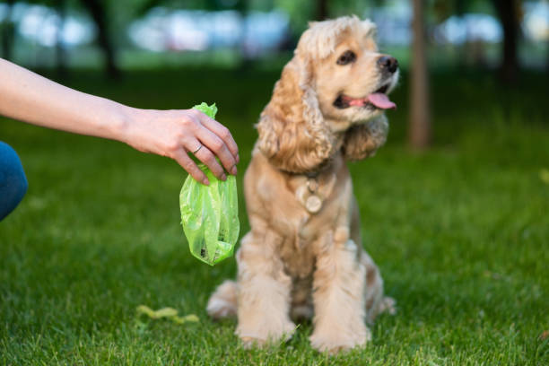 Cleaning of cocker spaniel shit in park Female hold green plastic bag with pet turds. Picking up dog poop. handful stock pictures, royalty-free photos & images