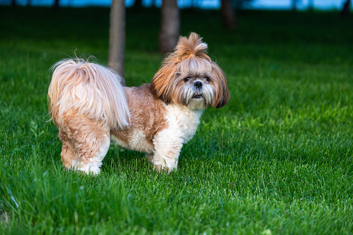 Portrait of cute shih tzu dog at walk in park