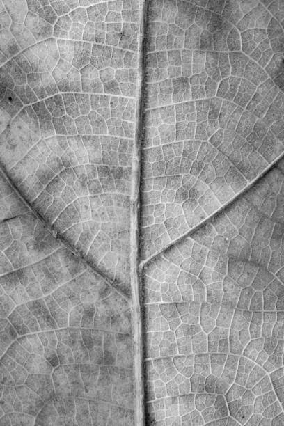 istock close up detial of brown dry leaf texture background 1160358511