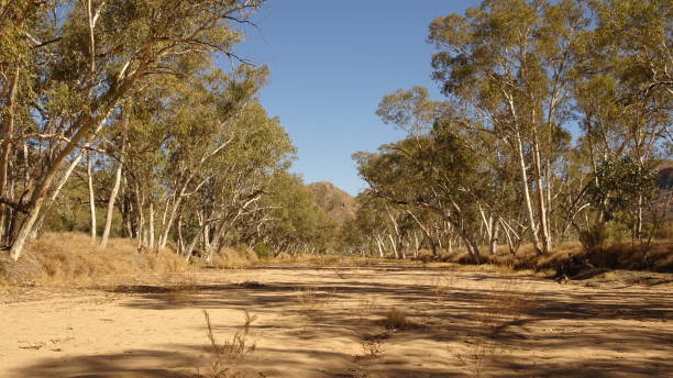 trephina gorge, nt 7. - northern territory macdonnell ranges australia eucalyptus imagens e fotografias de stock