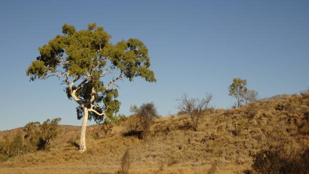 trephina gorge, nt 5. - northern territory macdonnell ranges australia eucalyptus imagens e fotografias de stock