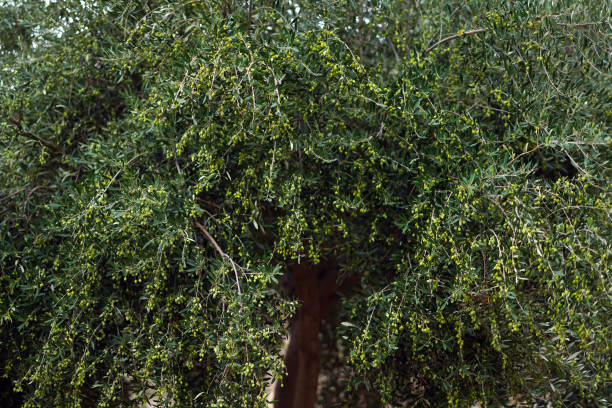 istock Olive tree with olives on the branches in Crete 1160358909