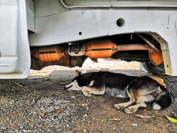 istock Dogs sleep, avoid the sun under the car 1160358928