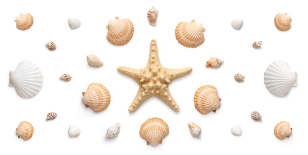 Large sea shell on a beach at sunset, on the wet flat sands