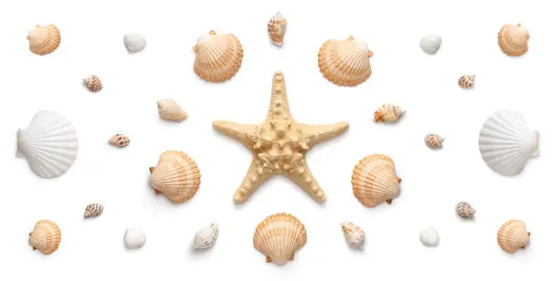 Photo of Panoramic view of starfish and seashells isolated on white background