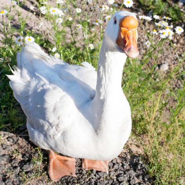 white fat goose full-size closeup top view