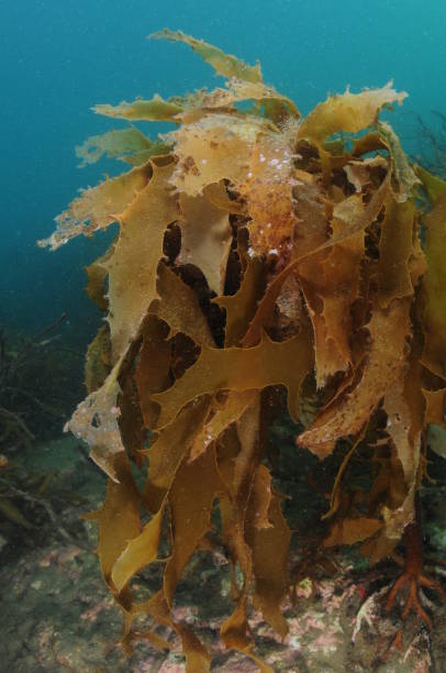 istock Clean kelp plant in murky harbor 1160359920