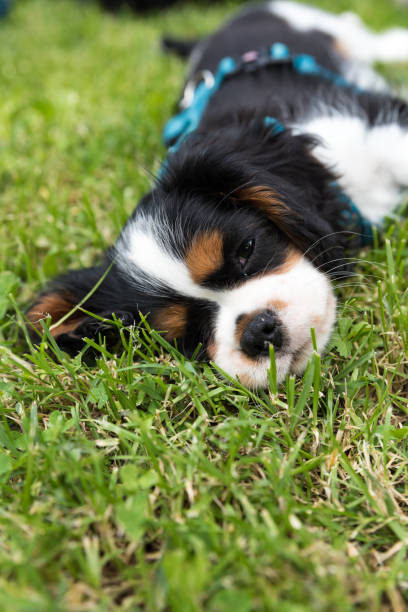 istock Sweet Cavalierking puppy 1160361917