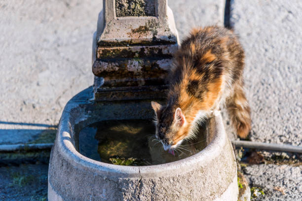 One cat is drinking water from a fountain in Greece.