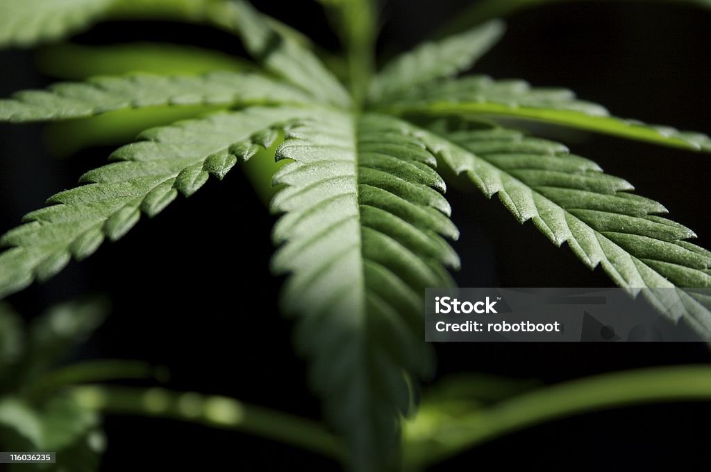 marijuana plant If you like this one look at these Black Background Stock Photo