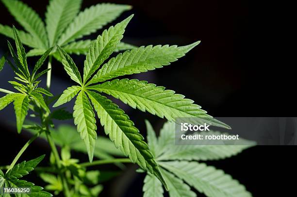 Up Close Photo Of Live Marijuana Plant Leaves Stock Photo - Download Image Now - Leaf, Cannabis Plant, Marijuana - Herbal Cannabis