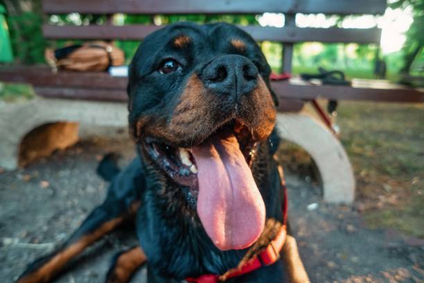 rottweiler sonriendo - rottweiler fotografías e imágenes de stock