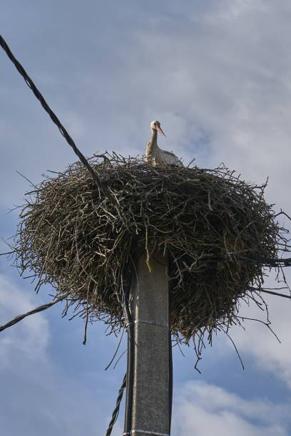 Stork looks down from its nest stock photo