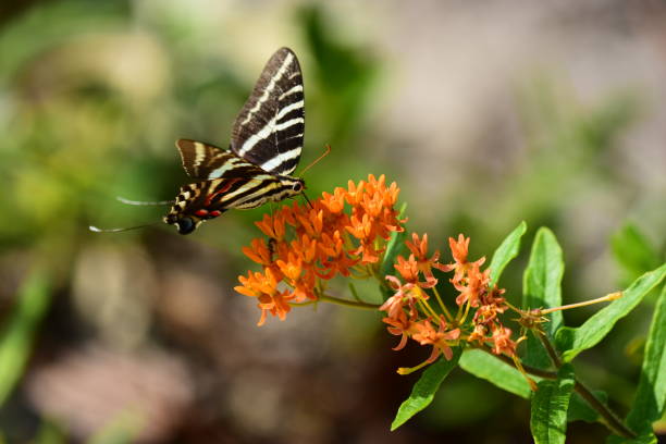istock Side view of Zebra swallowtail butterfly feeding on milkweed 1160364027