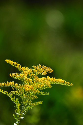 Blooming goldenrod with yellow flowers in morning light, with bright new summer growth defocused in the background. Photo taken at Goethe state forest in central Florida. Nikon D7200 with Nikon 200mm Macro lens.