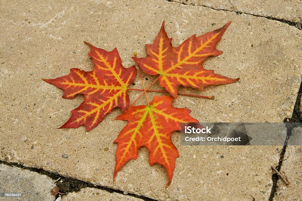 Autumn Maple Leaves - Foto de stock de Hoja libre de derechos
