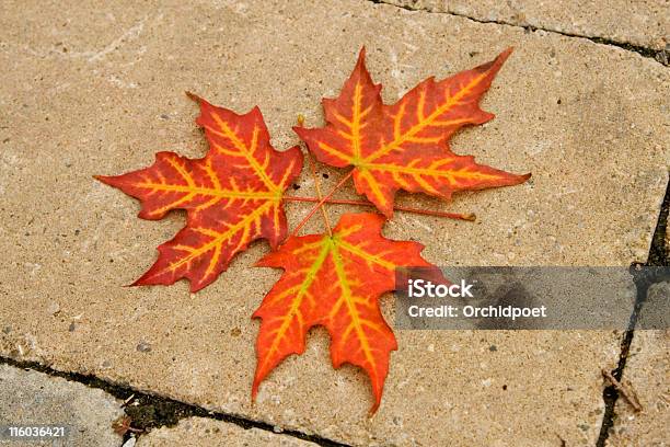 Autumn Maple Leaves Foto de stock y más banco de imágenes de Hoja - Hoja, Triángulo, Amarillo - Color