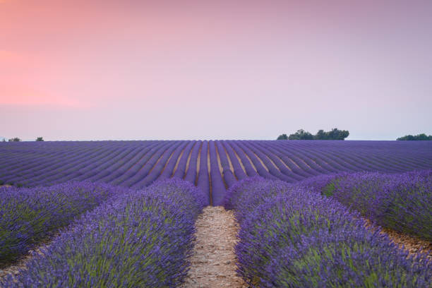 istock blooming lavender fields of france 1160365672