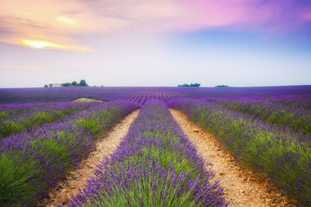 istock blooming lavender fields of france 1160365698