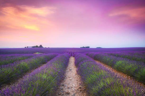 istock blooming lavender fields of france 1160365733