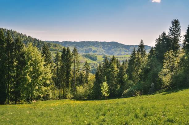 Beautiful spring mountain landscape. Charming views of the hills with green trees. beskid mountains stock pictures, royalty-free photos & images