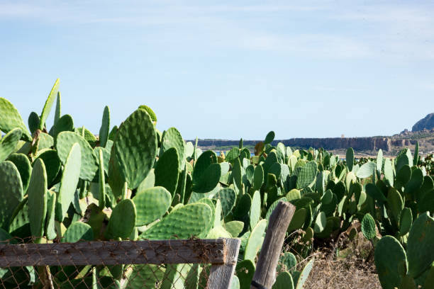 istock Wonderful Sicilian views with prickly pears 1160369507