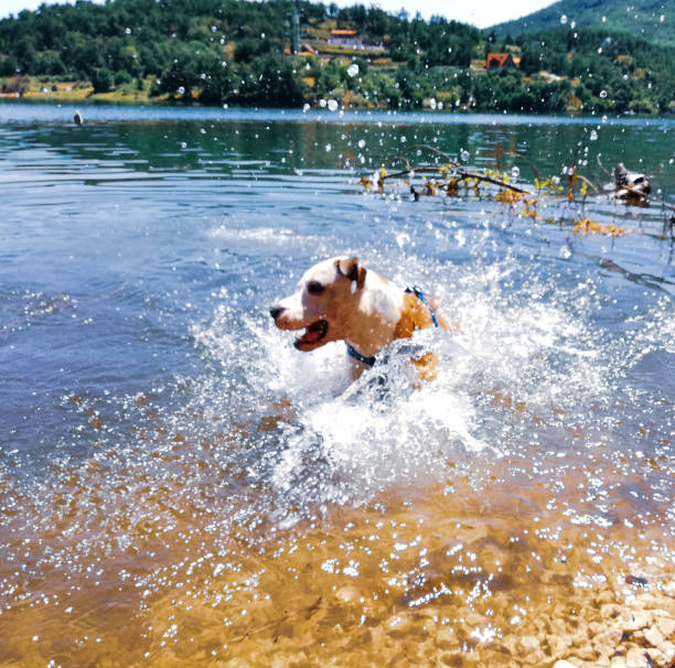 istock Dog having fun in lake 1160372445