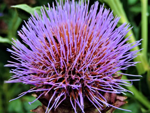 Beautiful Artichoke Flower With Insect Inside. Close Up