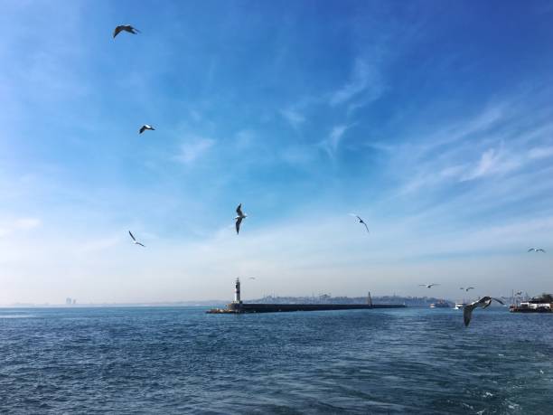 istock Seagulls and blue bosphorus view in Istanbul city. 1160372782