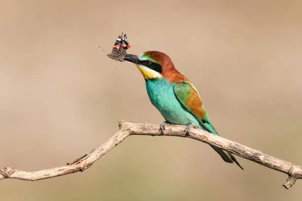 Exotic European bee-eater on leafless branch (perch) in nature (outdoors) during their mating season. The birds is holding a colourful insect (butterfly) into its beak trying to attract a female. Shot on Canon EOS system with prime 400mm L USM lens in high speed to freeze birds motion in flight.