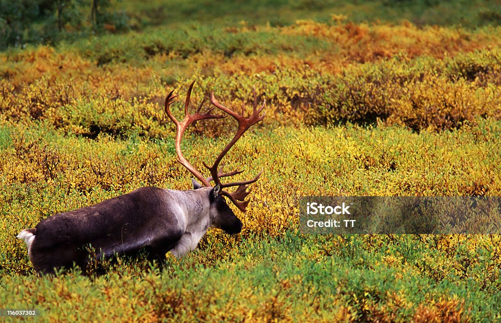 caribou - Foto stock royalty-free di Alaska - Stato USA