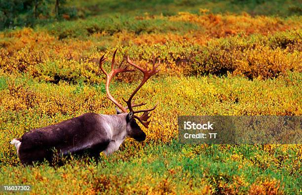 Caribou - Fotografie stock e altre immagini di Alaska - Stato USA - Alaska - Stato USA, Ambientazione esterna, Animale