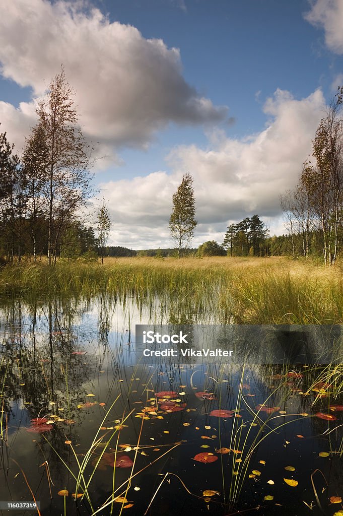 Feuilles flottant - Photo de Ruisseau libre de droits