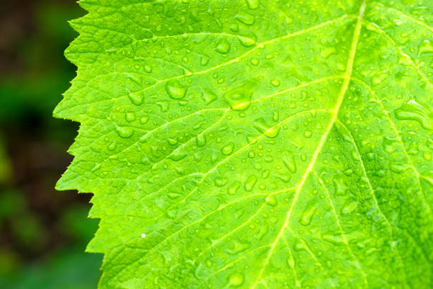 Inula helenium. A green leaf of elecampus with raindrops on it.
