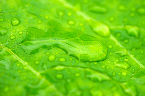 istock Inula helenium. A green leaf of elecampus with raindrops on it. 1160374092