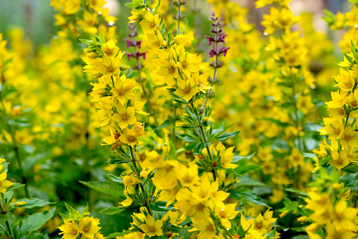 Loosestrife.Yellow Lysimachia punctata flowers.