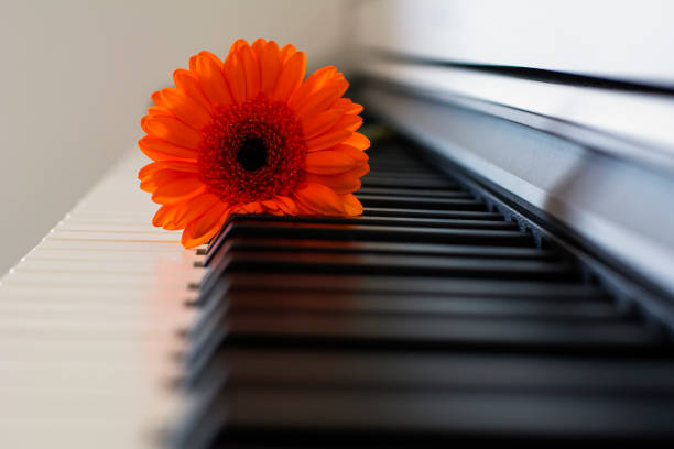 istock One beautiful orange gerbera is lying on the piano keyboard 1160375449