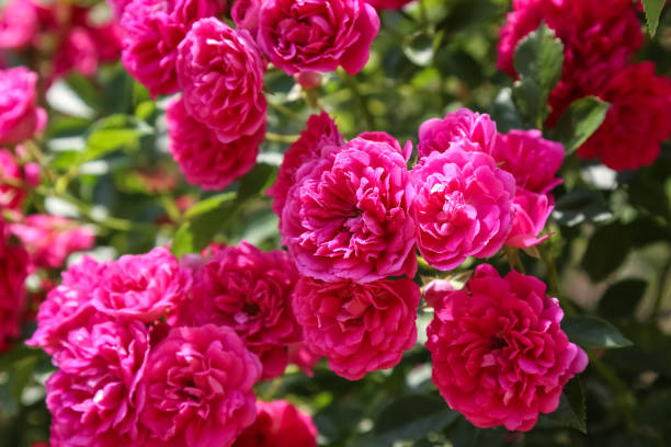 istock Bush pink rose close-up in summer 1160375504