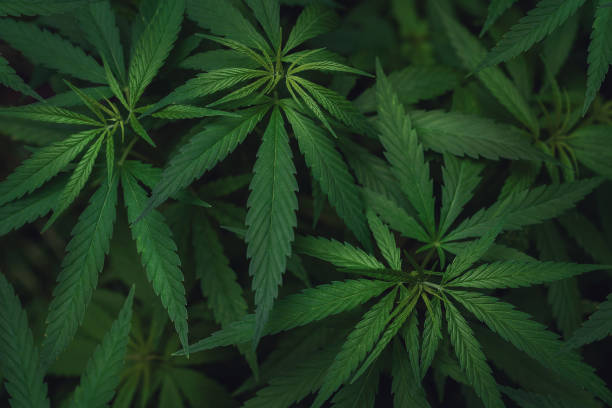 vista de alto ángulo de las hojas de marihuana - porro fotografías e imágenes de stock