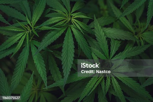 2,188,886 Weed Stock Photos, Pictures & Royalty-Free Images - iStock |  Marijuana, Cannabis, Weed leaf